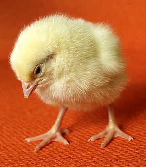 chick.jpg