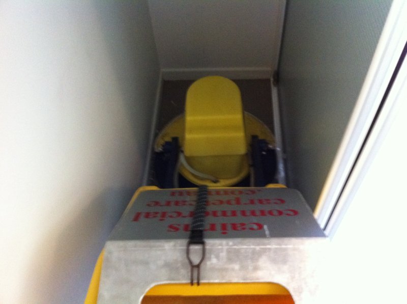 Cimex & tucker 004.JPG